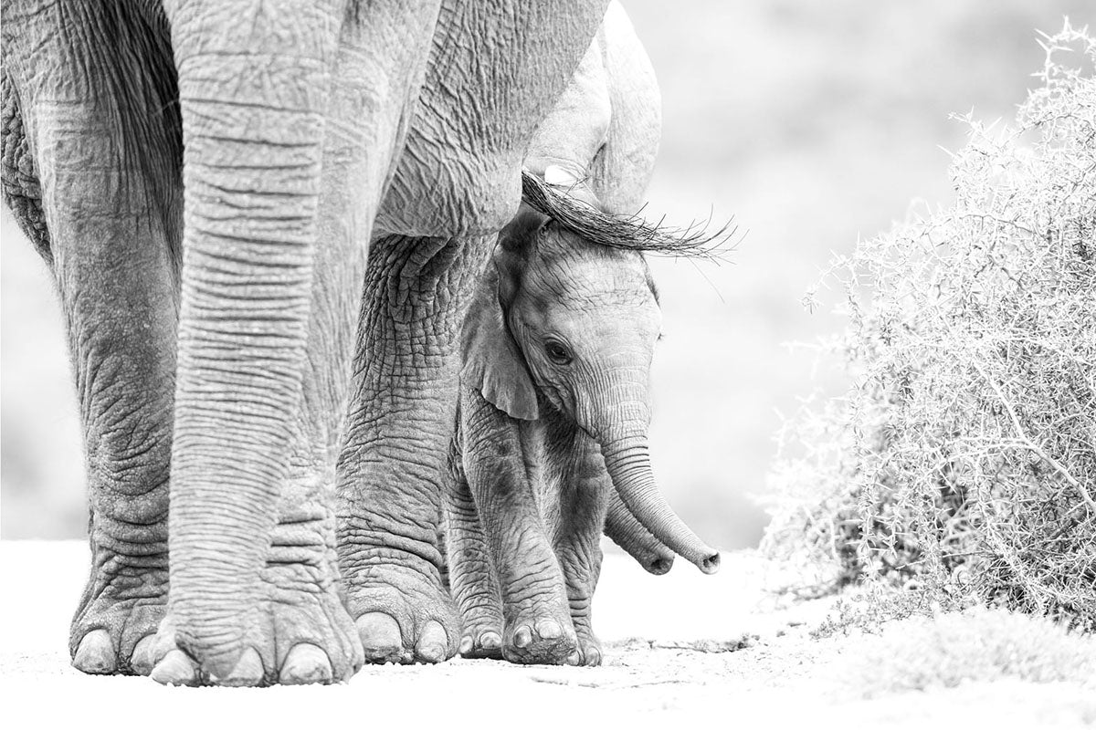 High-key black and white photograph of an elephant calf walking beside its mother, photographed by Richard du Toit