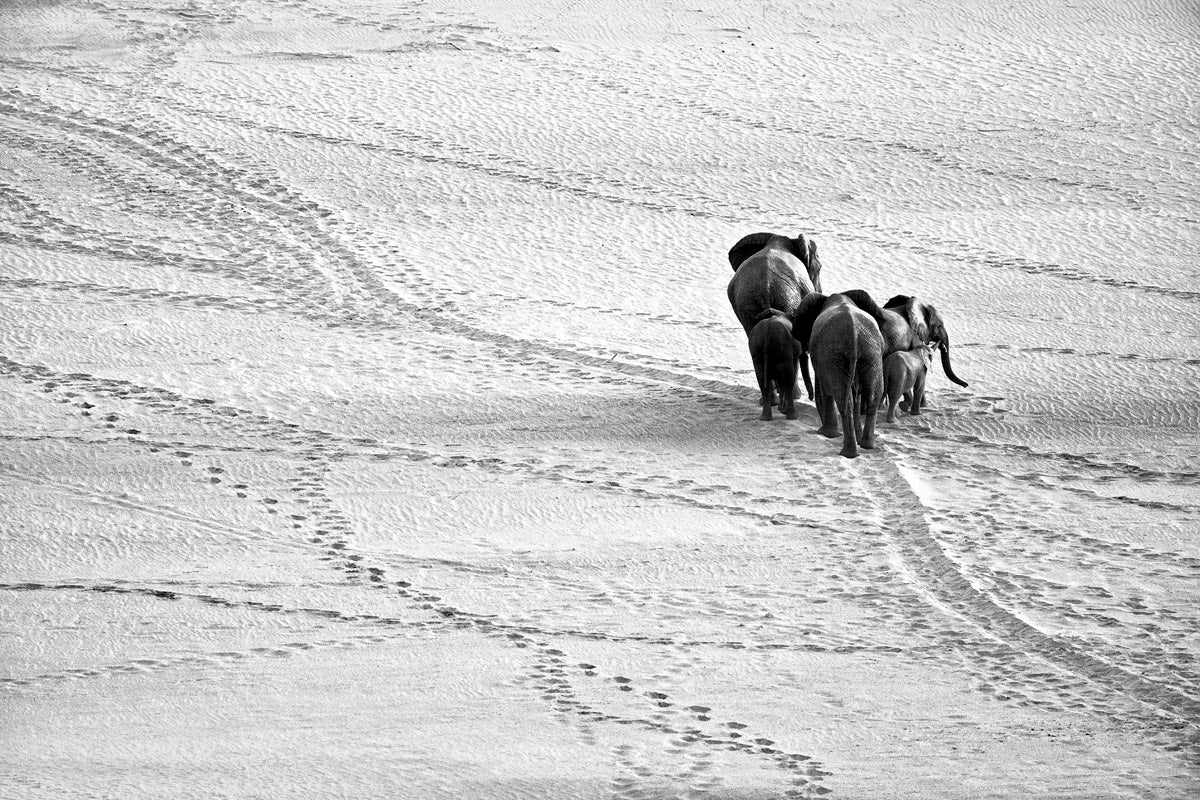 Black and white photograph of elephants walking across a vast sandy landscape in the Kruger National Park, photographed by Richard du Toit