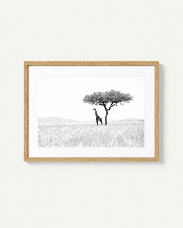 Framed black and white safari art print featuring a giraffe and acacia tree in a savanna landscape, housed in a light natural wood frame with a white mat, displayed on a clean off-white wall.