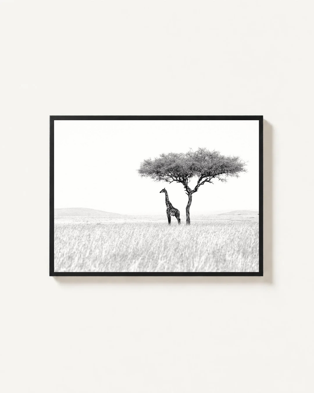 Giraffe, Masai Mara, Kenya