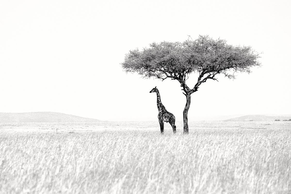 Black and white photograph of a giraffe standing beneath an acacia tree in the vast African savanna of the Masai Mara, photographed by Richard du Toit