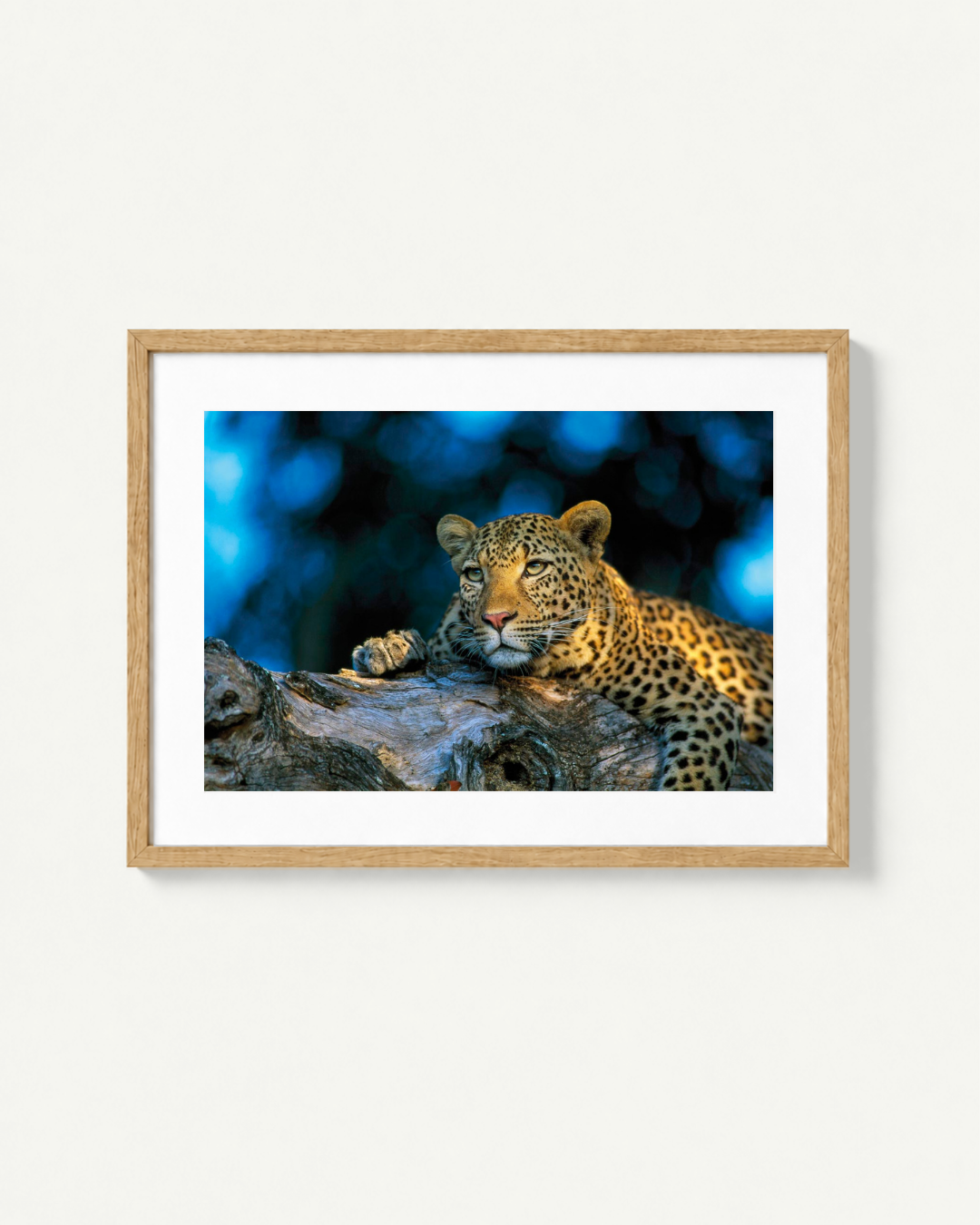 A framed photographic print of a leopard resting on a log against a blue bokeh background, displayed in a light wood frame with a white mat on a light gray wall.