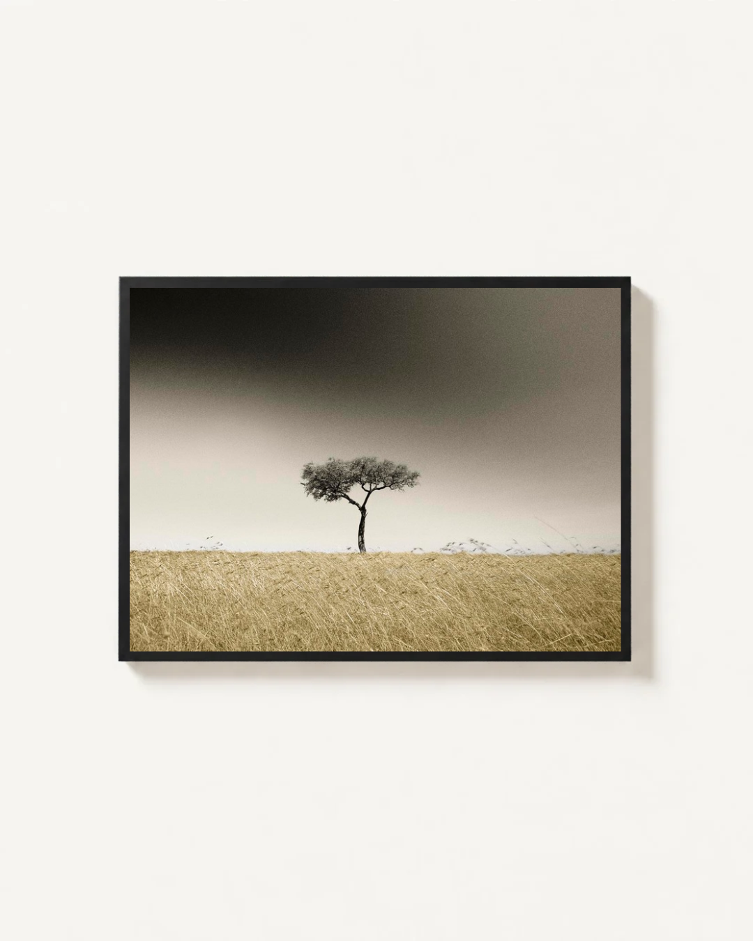 Acacia Tree, Masai Mara, Kenya