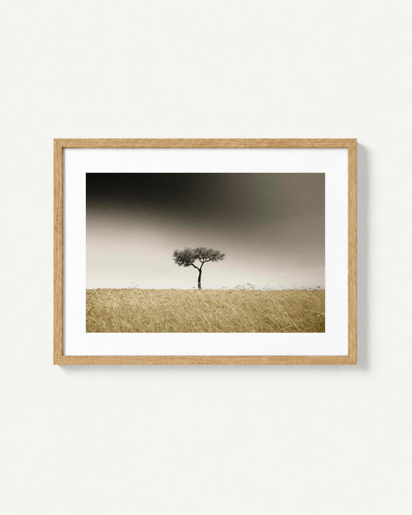 A framed landscape art print featuring a single acacia tree in a dry grassy field in the masai mara under a dark, moody sky, presented in a light wood frame with a white mat against a light beige wall.