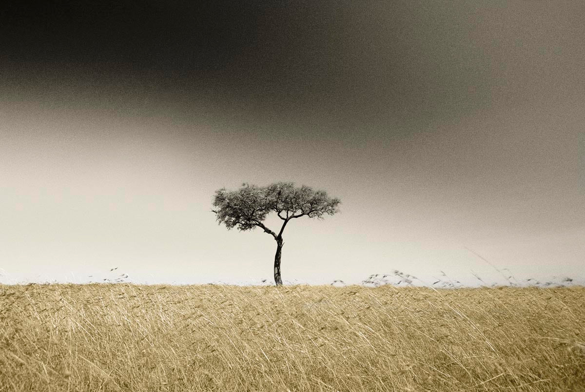 A dramatic landscape photograph featuring a single acacia-like tree standing in a field of dry golden grass under a dark, moody sky, in the Masai Mara savanna, photographed by Richard du Toit