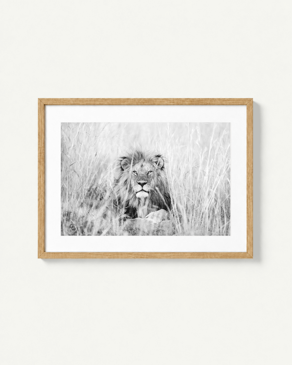 A framed black and white photographic print of a lion in tall grass, displayed in a light natural wood frame against a clean off-white wall.