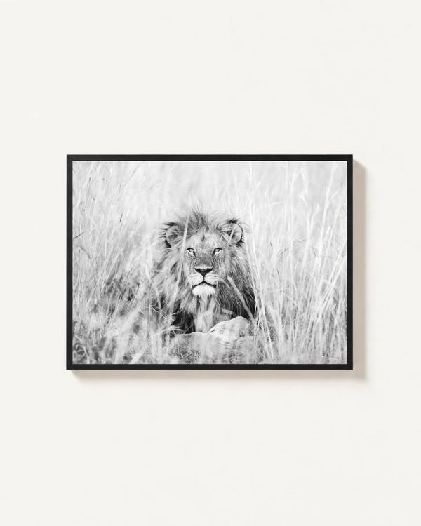 Lion, Serengeti, Tanzania