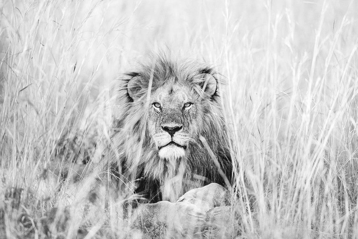 Black and white portrait photograph of a male lion looking through the tall Serengeti grass, photographed by Richard du Toit
