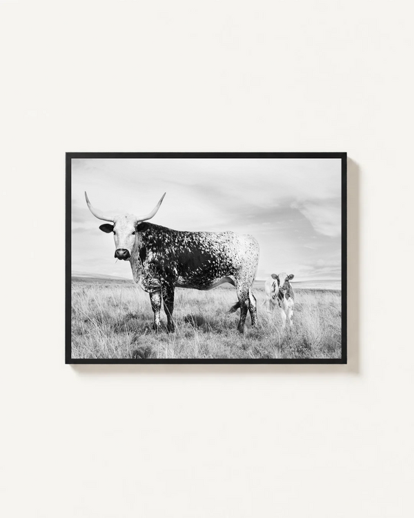 Nguni, South Africa