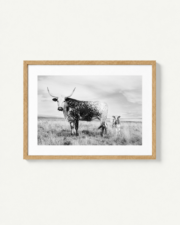 A framed black and white photograph of a spotted longhorn nguni cow standing in a grassy field with a calf behind it, displayed in a light natural wood frame against a plain off-white wall.