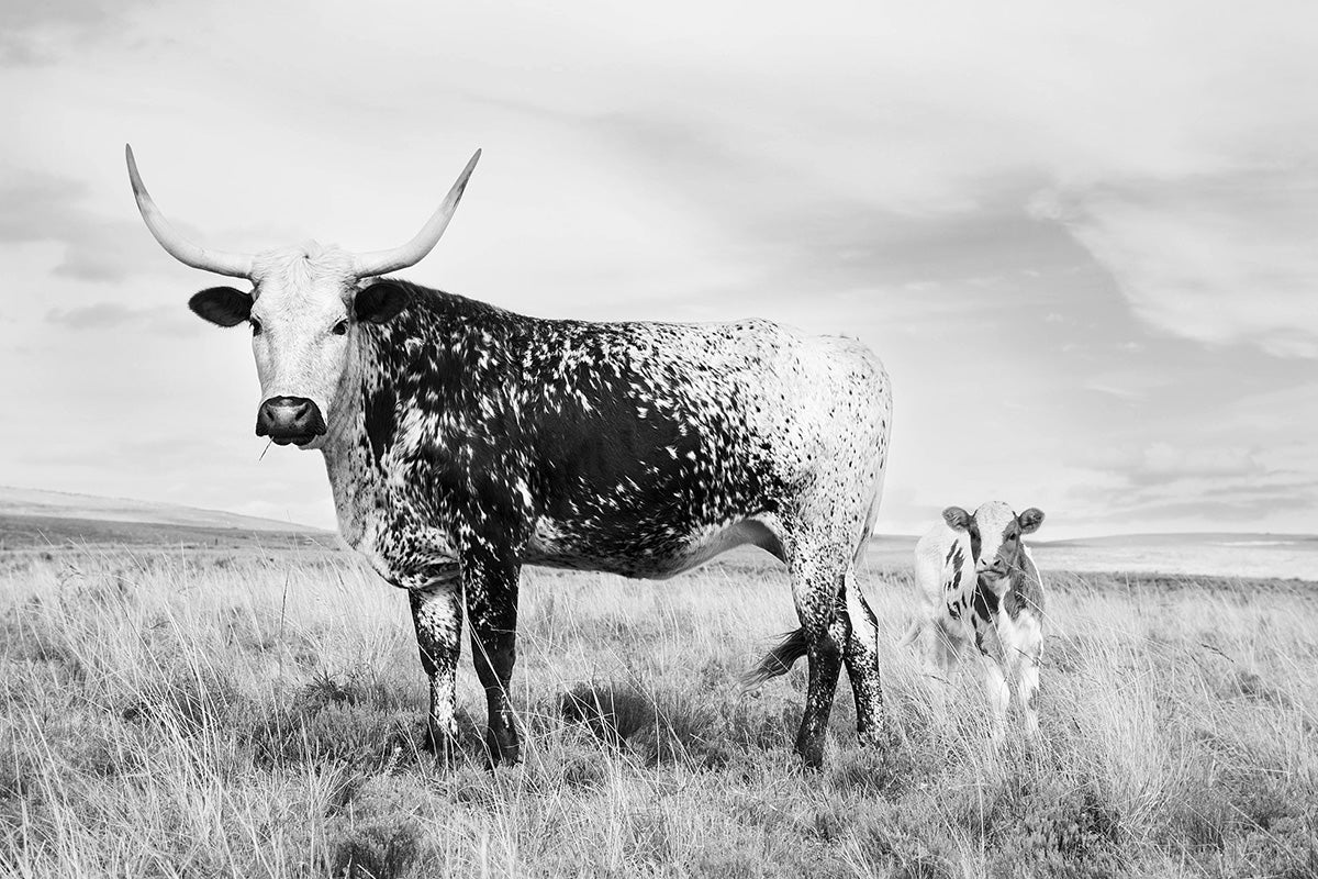 Black and white photograph of a longhorn Nguni cow and calf standing in an open grassland landscape beneath a cloudy sky, photographed by Richard du Toit