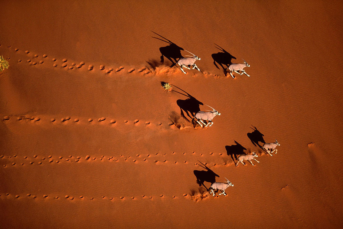 Aerial photograph of a herd of oryx antelopes walking across a vast orange-red desert dune, leaving a trail of footprints behind them, photographed by Richard du Toit