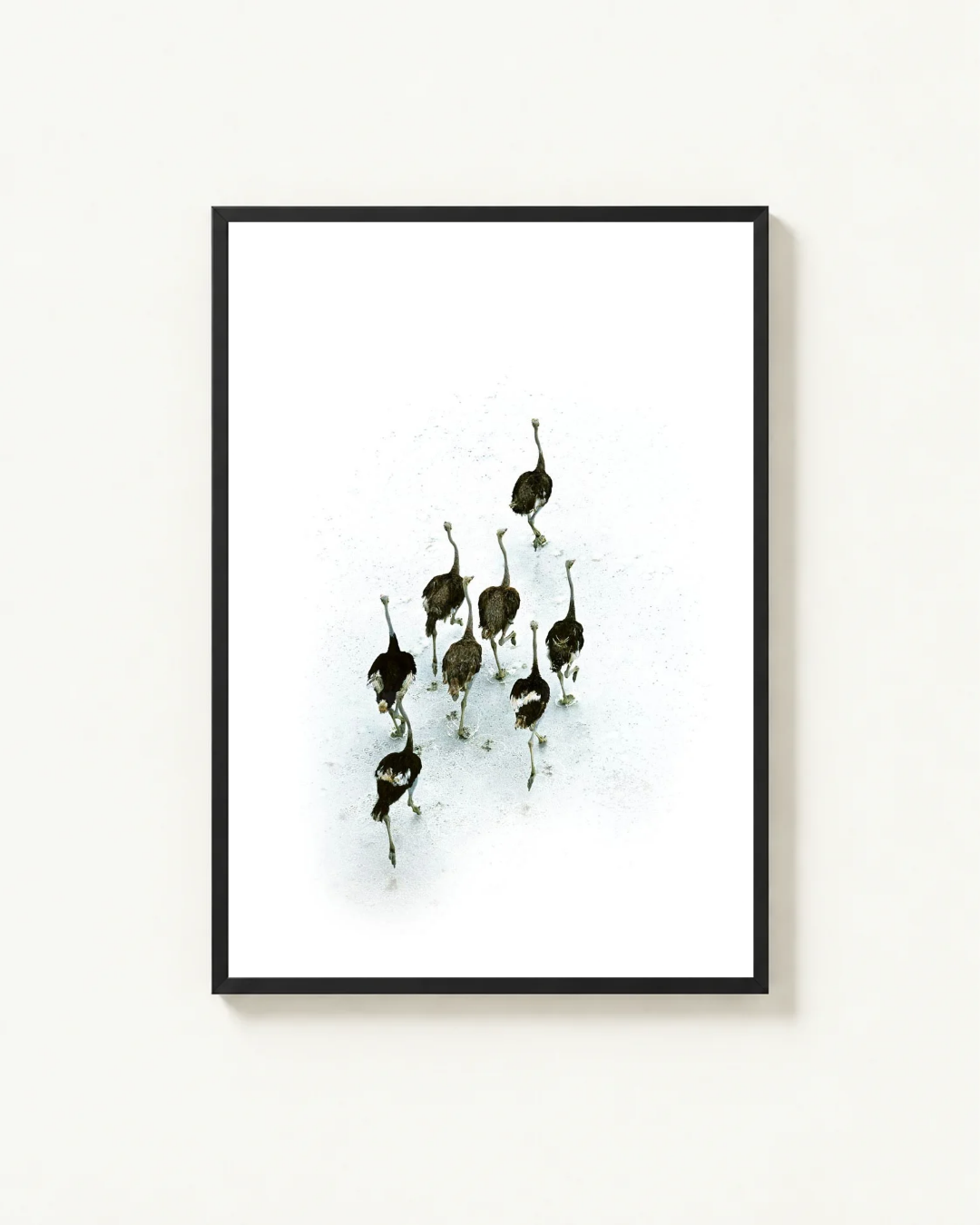 Ostriches on the Makgadikgadi Pans, Botswana