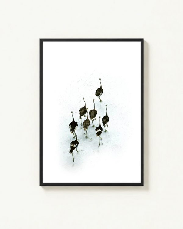 Ostriches on the Makgadikgadi Pans, Botswana