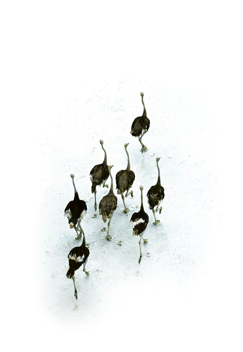 A group of ostriches walking across a pale sandy landscape in Africa, photographed by Richard du Toit