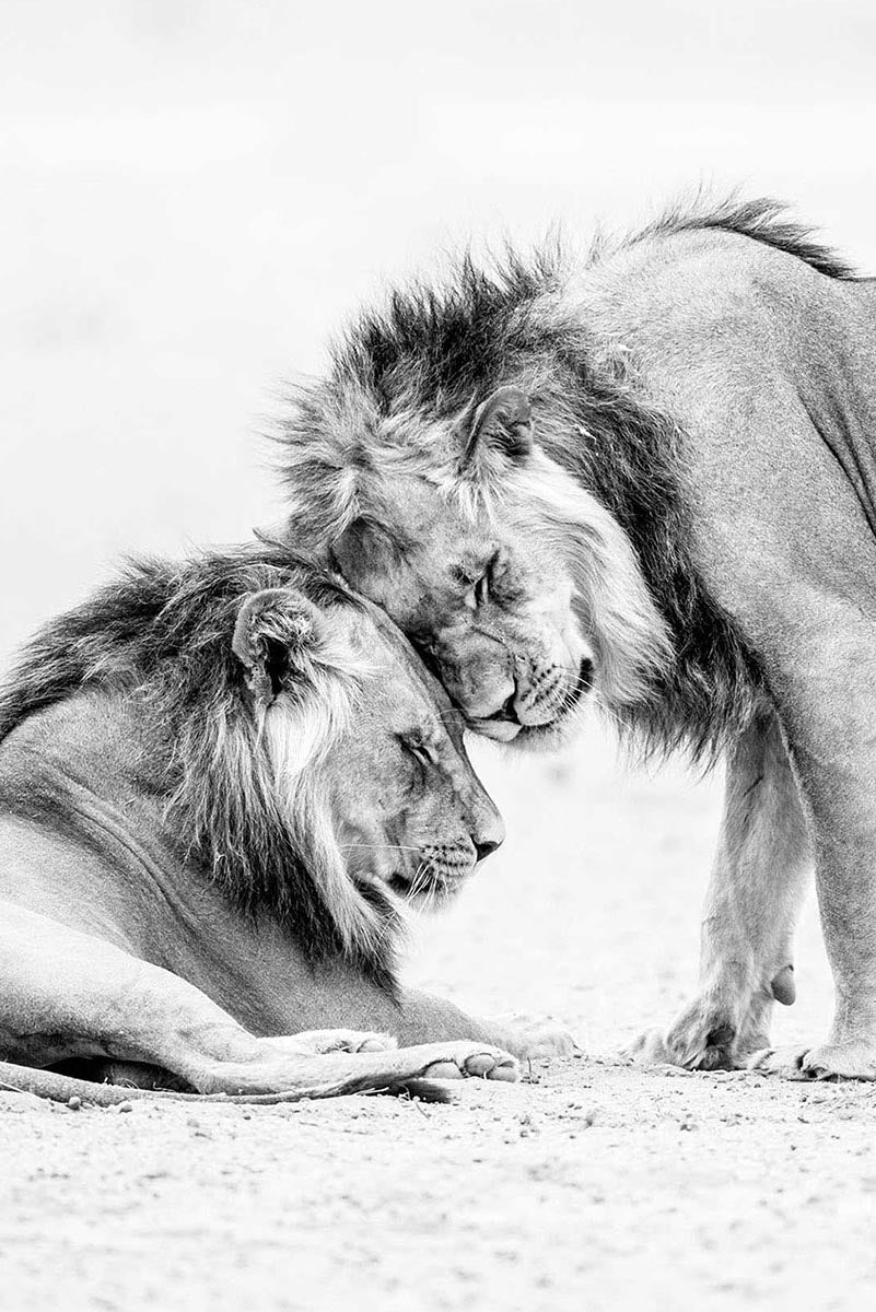 Black and white photograph of two lions in the Kgalagadi, one lying down and one standing, with the standing lion resting its head on the lying lion's forehead in a tender moment, photographed by Richard du Toit