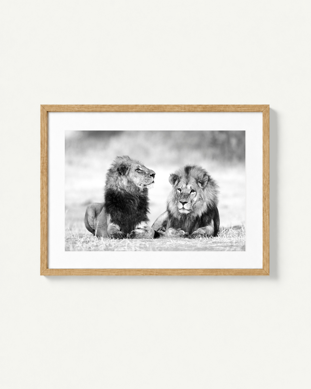 A framed black and white photographic print of two lions sitting on grass, shown against a light neutral wall. The print has a white mat and is enclosed in a light natural wood frame.