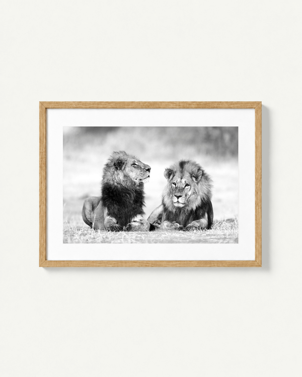 A framed black and white photographic print of two lions sitting on grass, shown against a light neutral wall. The print has a white mat and is enclosed in a light natural wood frame.