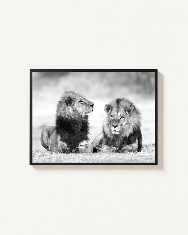 Two Lions, Khwai River, Botswana