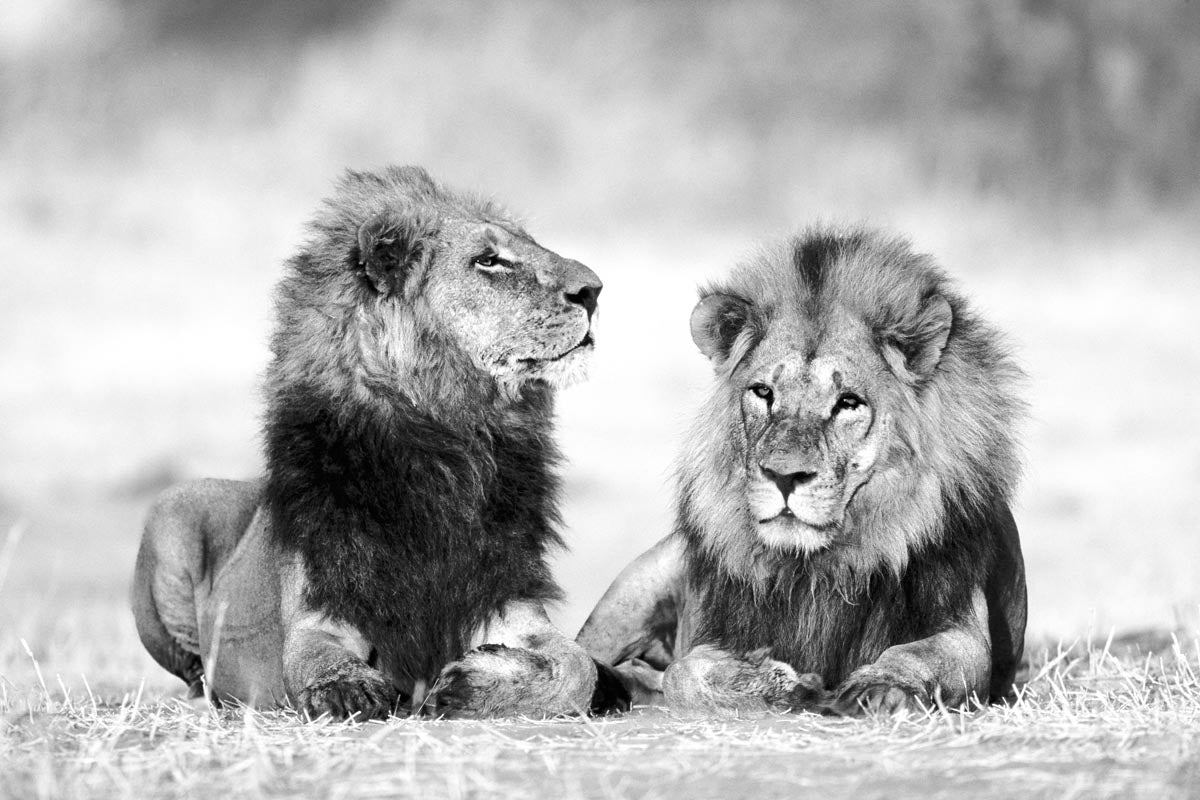 Black and white photograph of two male brother lions resting together on open grassland, photographed by Richard du Toit