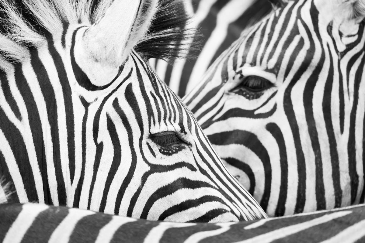 Black and white close-up photograph of two zebras in the Kruger National Park with their distinctive stripes filling the frame, photographed by Richard du Toit