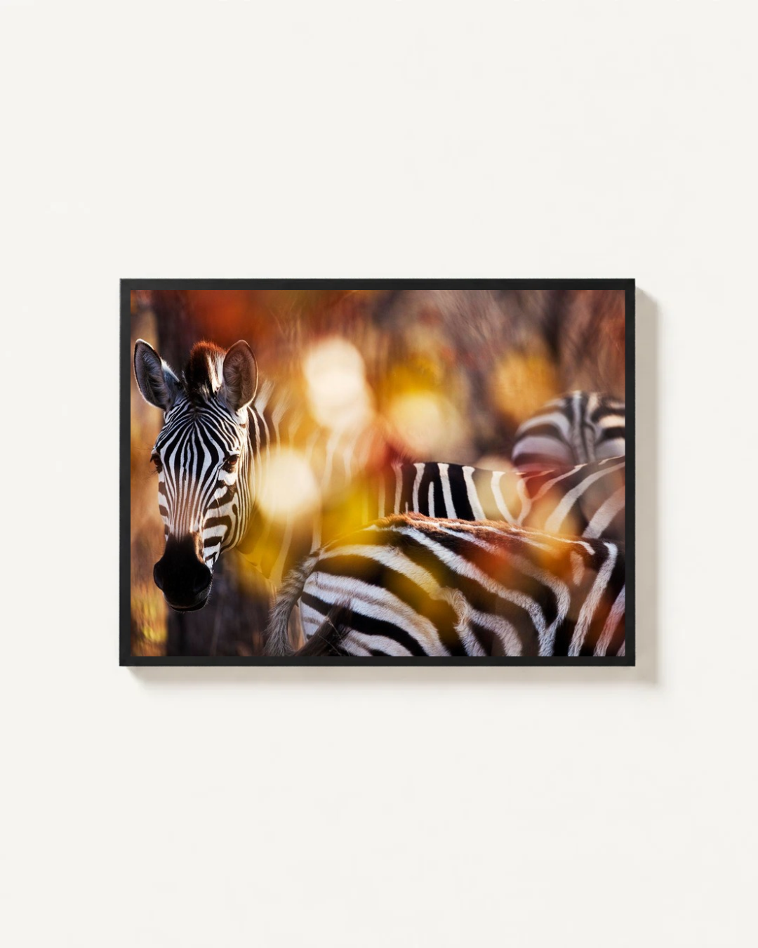 Zebra, Kruger, South Africa
