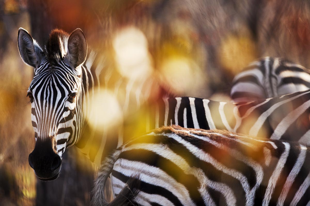 Photograph of zebras standing together in warm golden light in the Kruger National Park surrounded by natural vegetation, photographed by Richard du Toit
