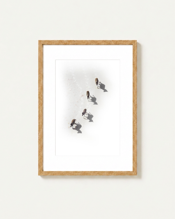 A framed art print featuring an aerial photograph of four zebra walking in a bright landscape, presented in a light natural wood frame with a white mat against a clean white wall.