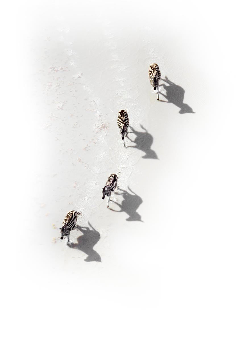 Aerial photograph of four zebras walking across a bright landscape with their long shadows cast beside them, photographed by Richard du Toit
