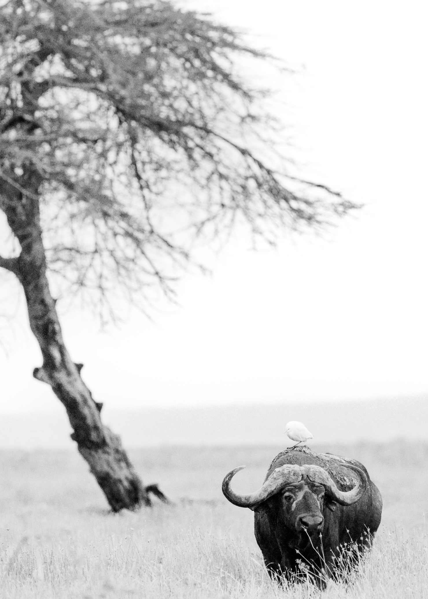 Black and white safari photograph featuring a buffalo standing in a grassy savanna in Amboseli with a small egret bird perched on its shoulder, under a large tree.