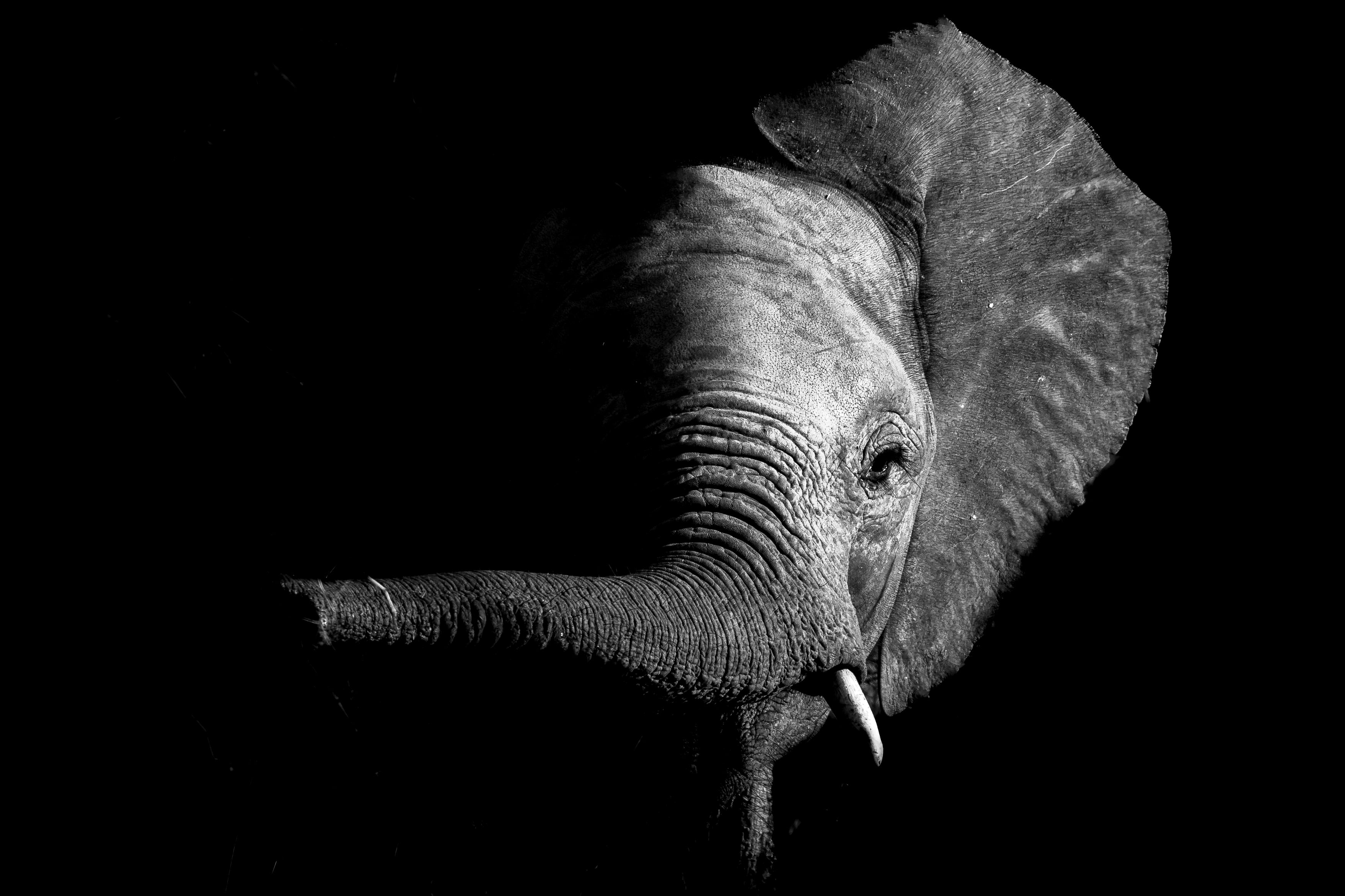Black and white photo of an elephant's head on a dark background
