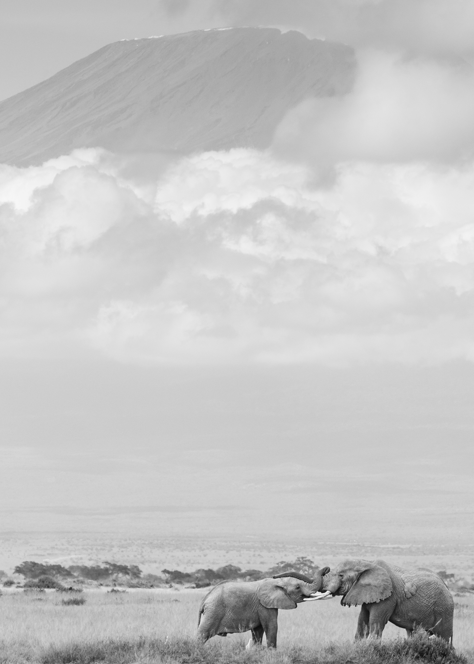 Black and white landscape photograph of two elephants standing in a grassy plain  at Amboseli with Kilimanjaro and dramatic clouds in the background.
