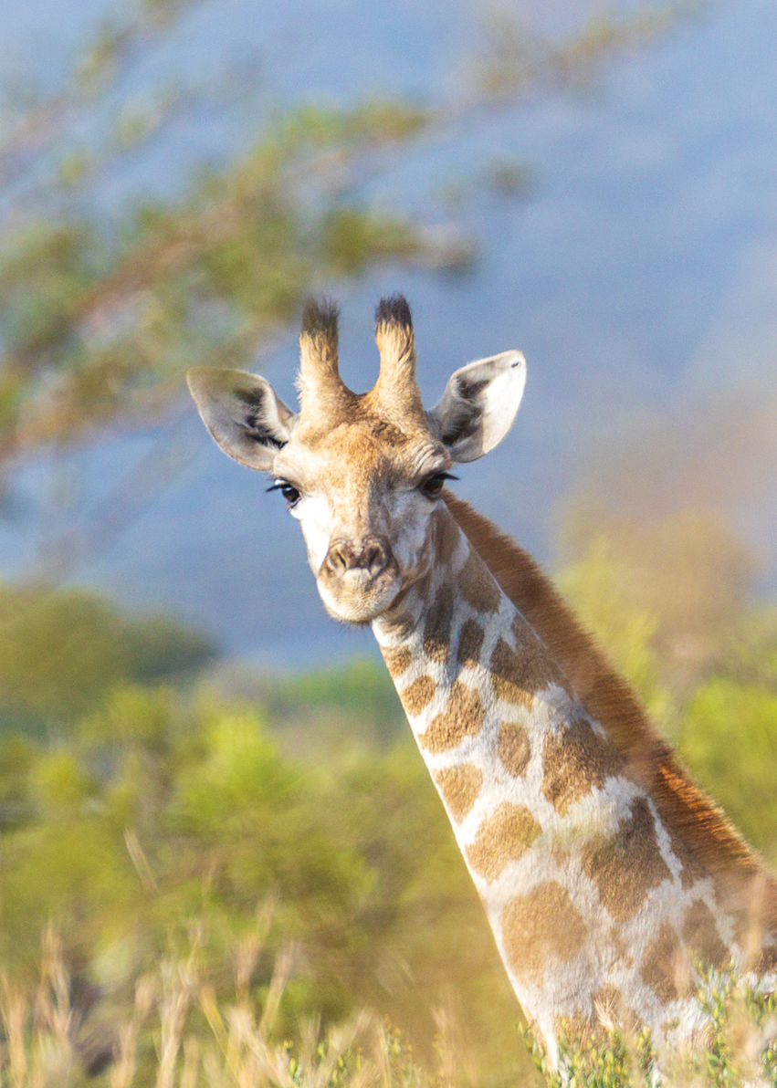 A close-up photograph of a giraffe outdoors, with its neck and head visible against a soft-focus natural background of greenery and blue sky.