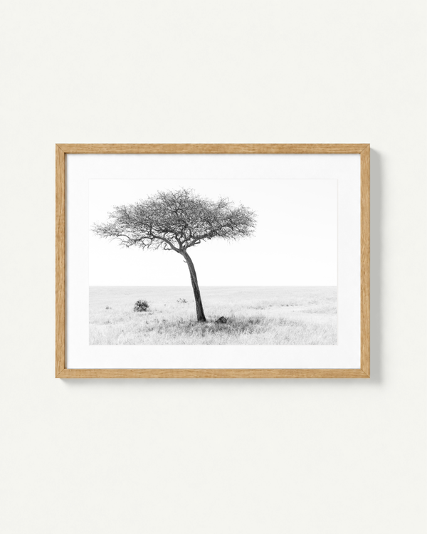 A framed black and white landscape photograph of a lion resting under a lone acacia tree in a grassy field in the Masai Mara, presented in a light natural wood frame against a clean off-white wall.