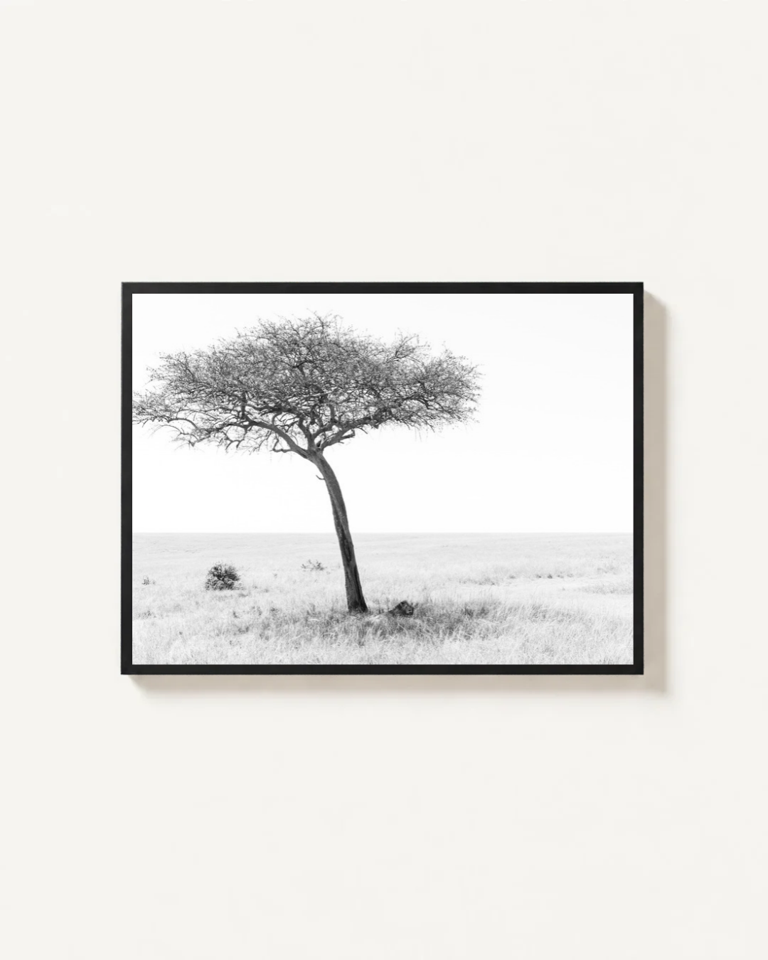 Under the Acacia, Masai Mara, Kenya