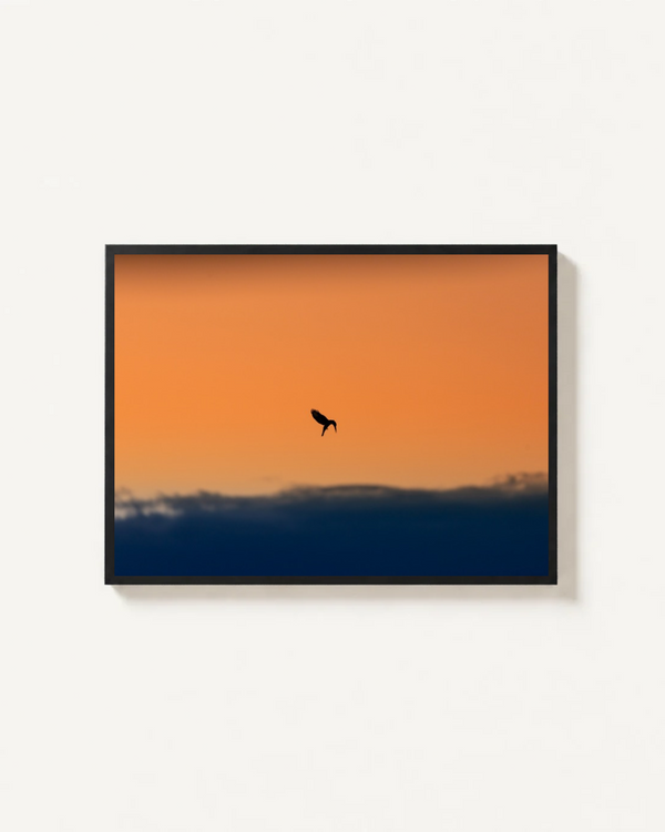 The Early Bird, Dinokeng, South Africa