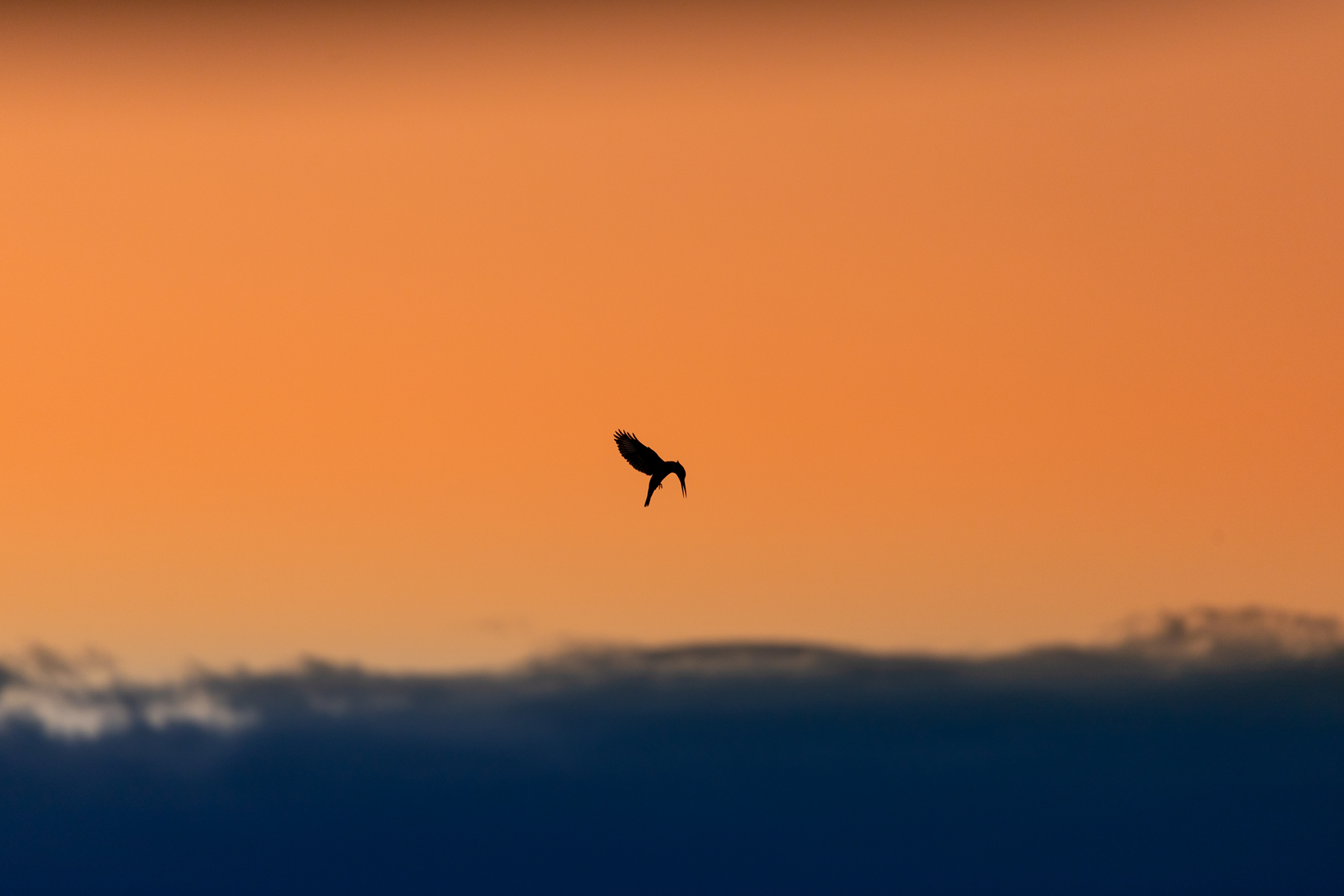 The Early Bird, Dinokeng, South Africa-thumbmail-2