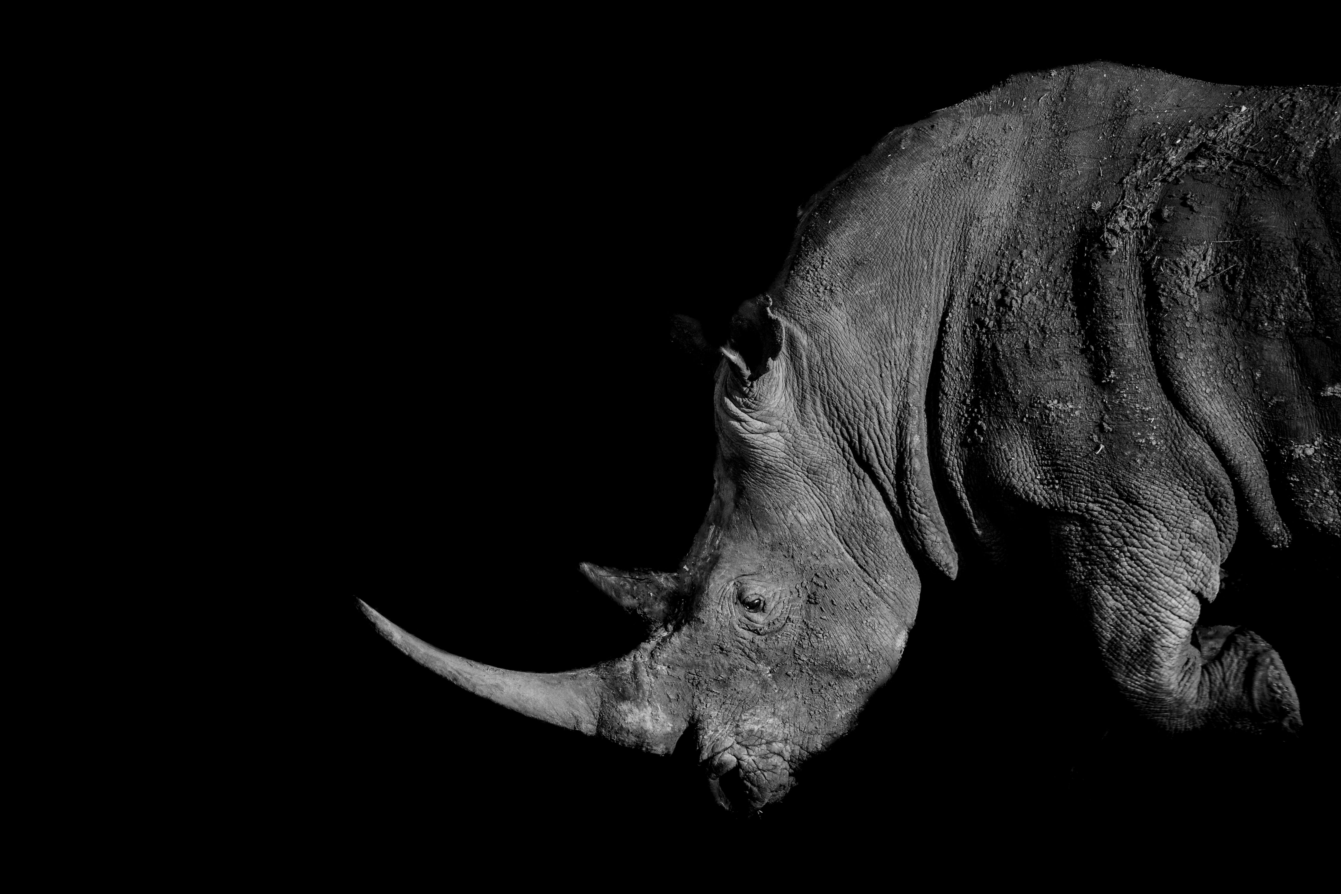 Black and white image of a rhinoceros head and side profile on a dark background
